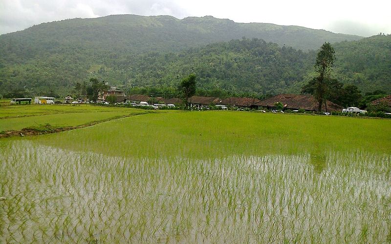 Paddy fields and hills at Horanadu