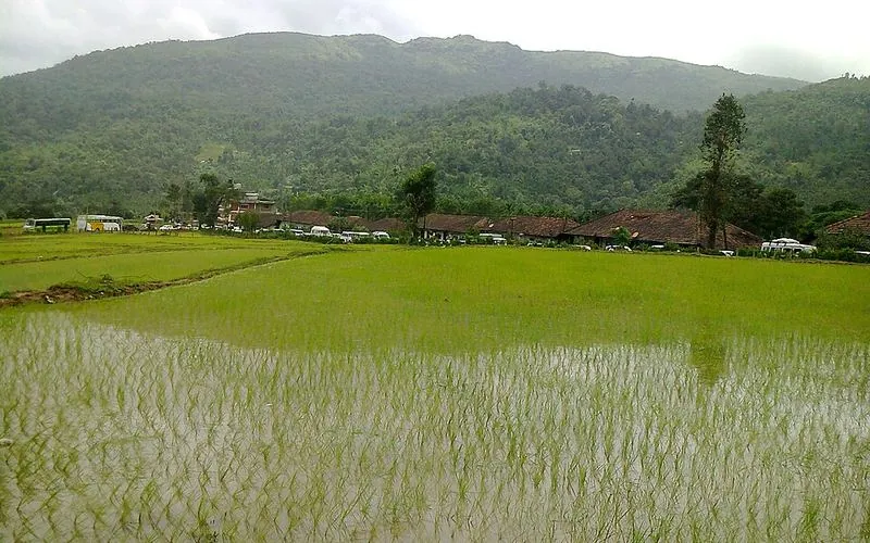 Paddy fields and hills at Horanadu