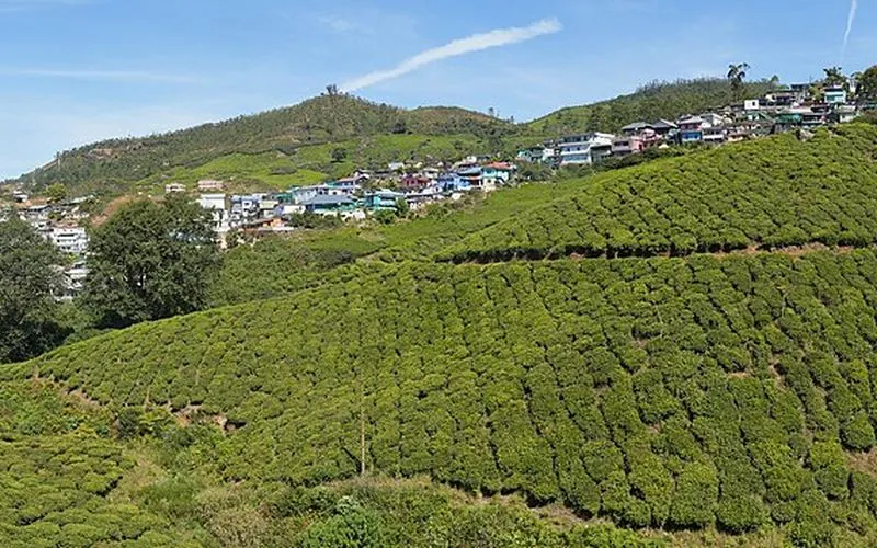 Tea plantations in Munnar