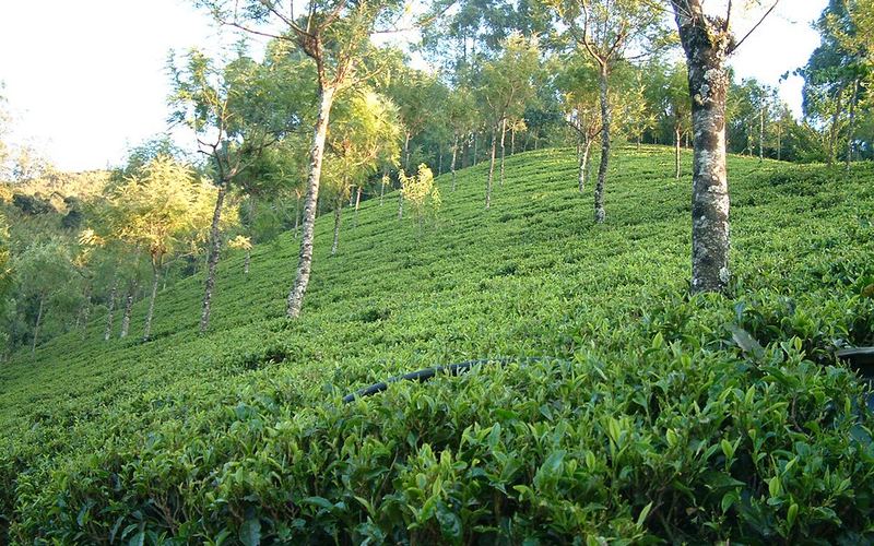 Tea gardens in Ooty